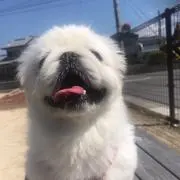 とーちゃんの画像