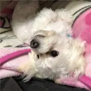 きんちゃん