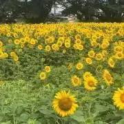 ヒマワリの画像