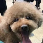 すずの画像
