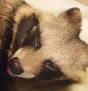 ★タヌ★平日のみ発送ですの画像