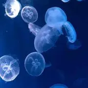 しほの画像