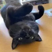 ラック