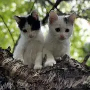 Koku&Megの画像