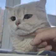 zili