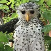 サクミの画像