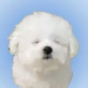 q8j__