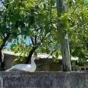 花の画像