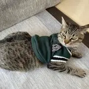 みーちゃんの画像