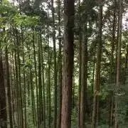 Hecqueenuk