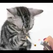 まりぽん