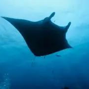ベイ