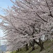 yの画像