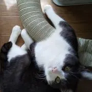 さくらい