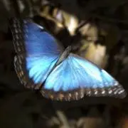 ヨシオの画像