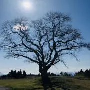 pekoの画像