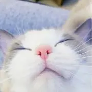 猫寝子の画像