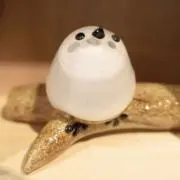 ぽむの画像