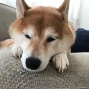 ねねちゃんの画像