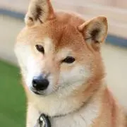 toitoiの画像