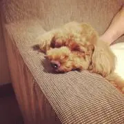 つばきの画像