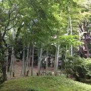さくらセール中