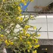 Pの画像