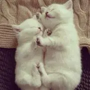 ふ〜にゃんฅ❣️プロフ必読してね♡
