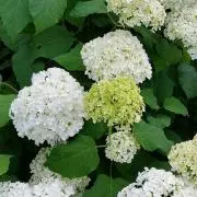 hana3128の画像