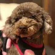 satoko