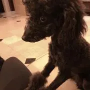 ひめたろう