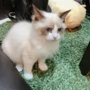 ハネ