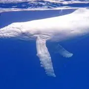 ザトウクジラの画像