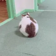 R。