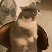 ゆーと