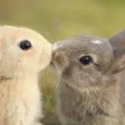 ノコギリカブトの画像