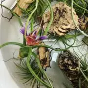 tiraの画像