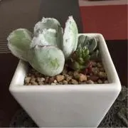サトちゃんの画像