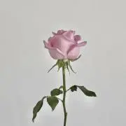 chaaの画像