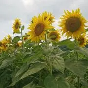 Kyonの画像