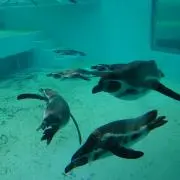 さいあやの画像