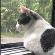 はやとの画像