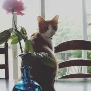 hannaの画像