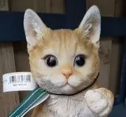 ＊にゃんこらさん＊の画像