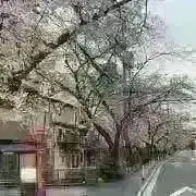 yohoo☆shopの画像