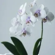 cの画像