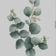 ユーカリの画像