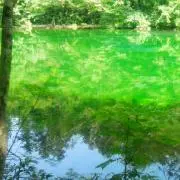 ハナミズキ☆の画像