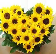Image of ︎✿sun︎✿
