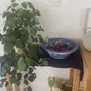 Lの画像